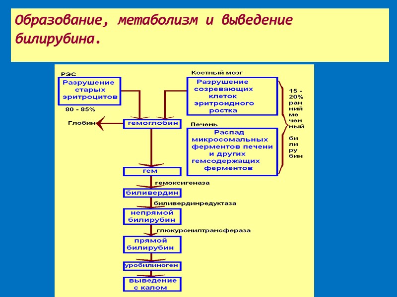 Образование, метаболизм и выведение билирубина.